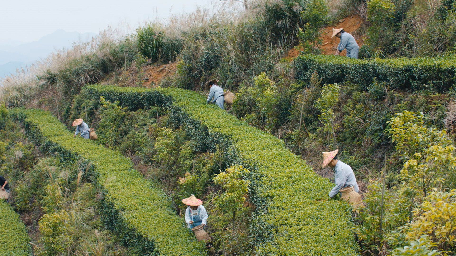 Tieguanyin tea is considered one of the most refined teas in China. Grown in the hills around... [Photo of the day - December 2021]