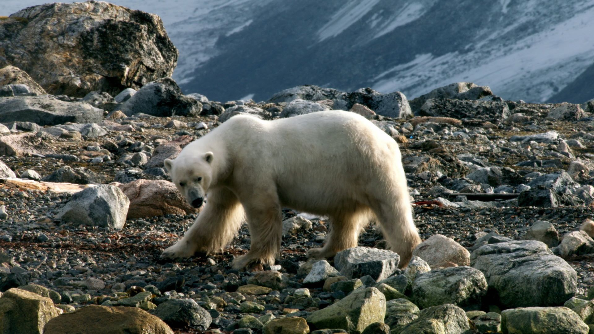 Photograph of a walking polar bear. This is from Wild Arctic. [Photo of the day - December 2021]