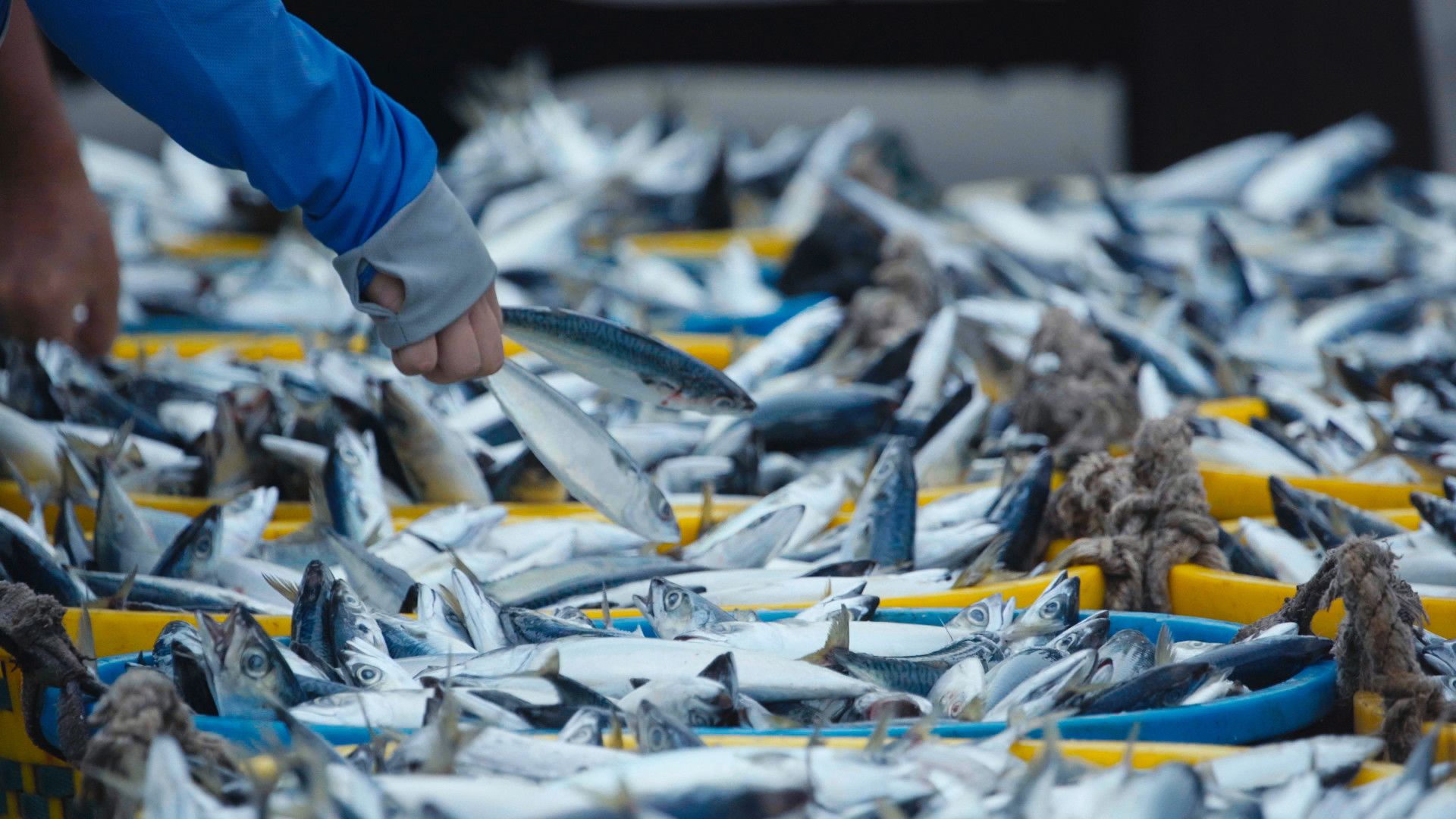 جماعة من الصيادين ينظمون حاويات مليئة بالسمك. هذه... [Photo of the day - ديسمبر 2021]