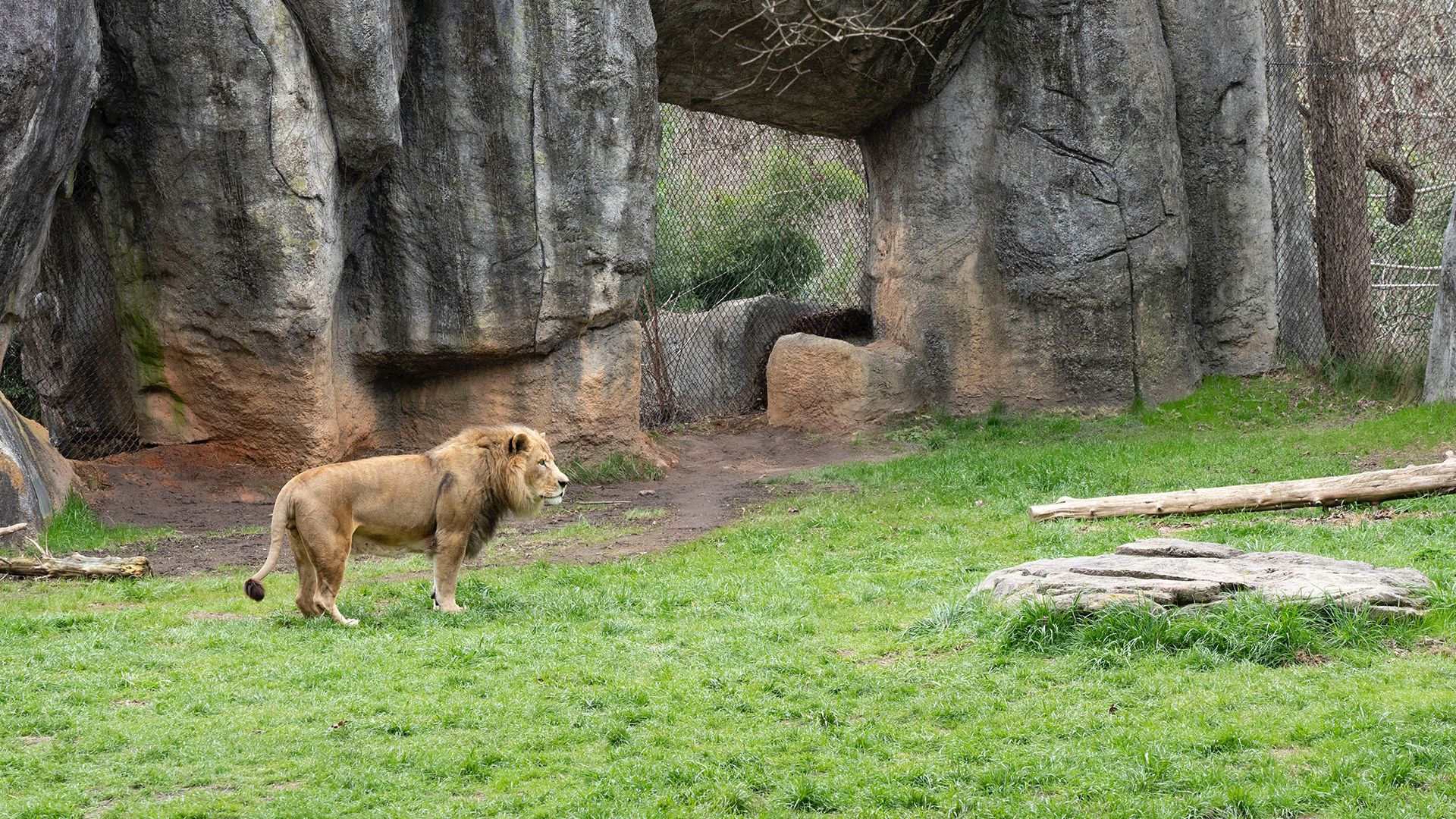 Reilly, one of the oldest male lions in North America, in North Carolina Zoo. This is from... [Photo of the day - January 2022]