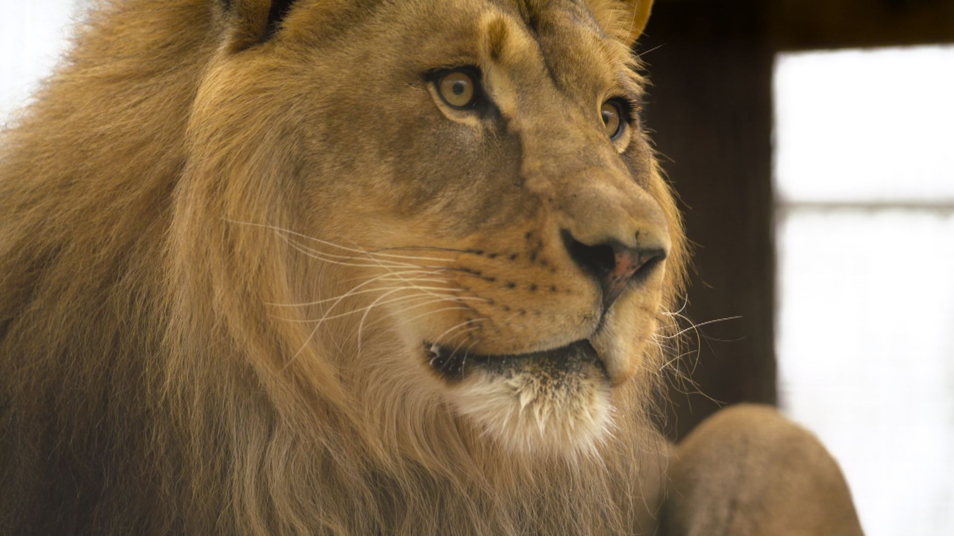 Boone the lion, North Carolina Zoo. Secrets of the Zoo: North Carolina. [Photo of the day - January 2022]