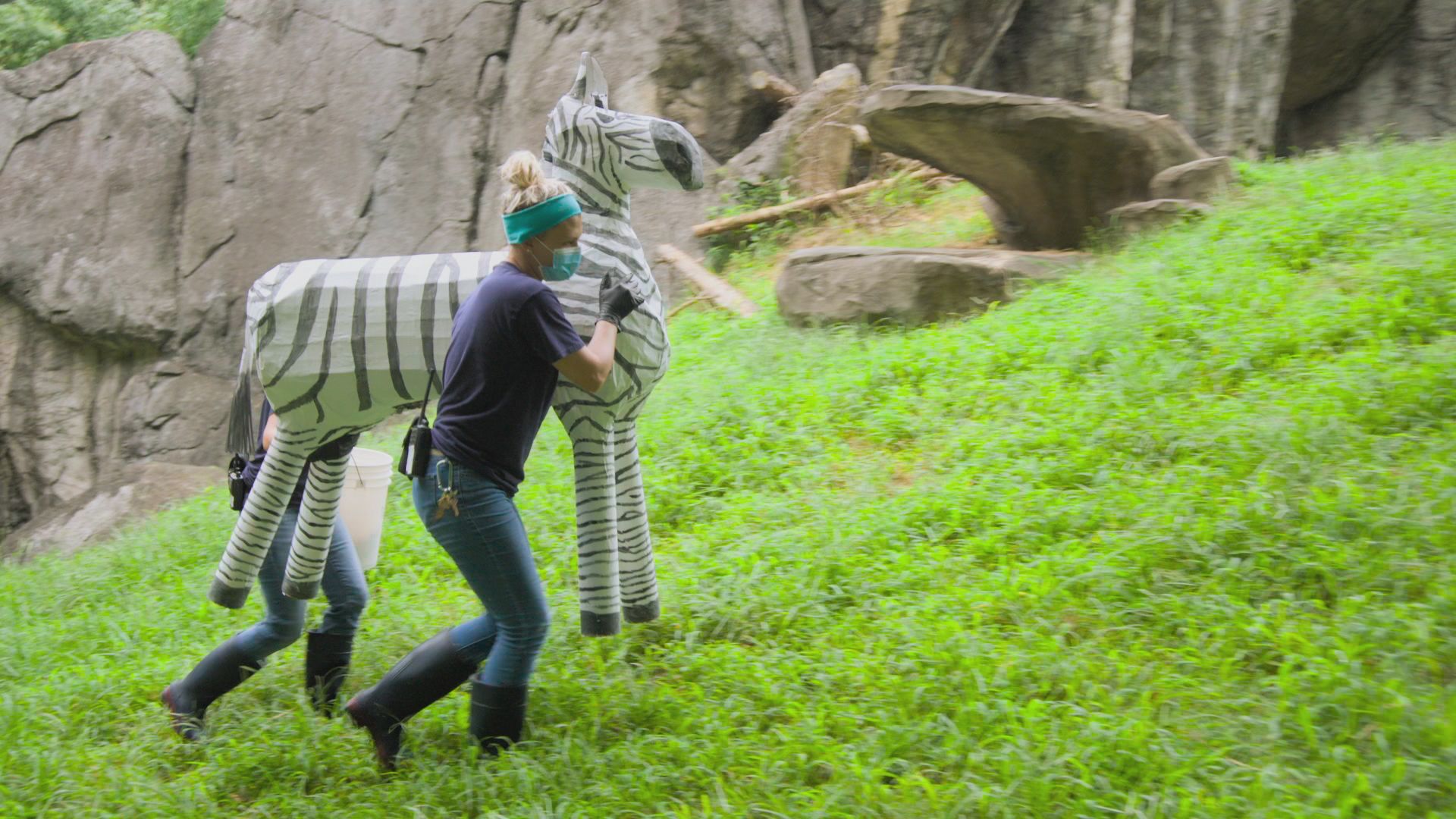 Zoo Keepers Tori Hanlin and Kristy Russell carry a papier-mâché zebra full of bones onto the... [Photo of the day - January 2022]