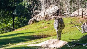 Zebra roam their habitat at the... [Photo of the day - 14 JANUARY 2022]