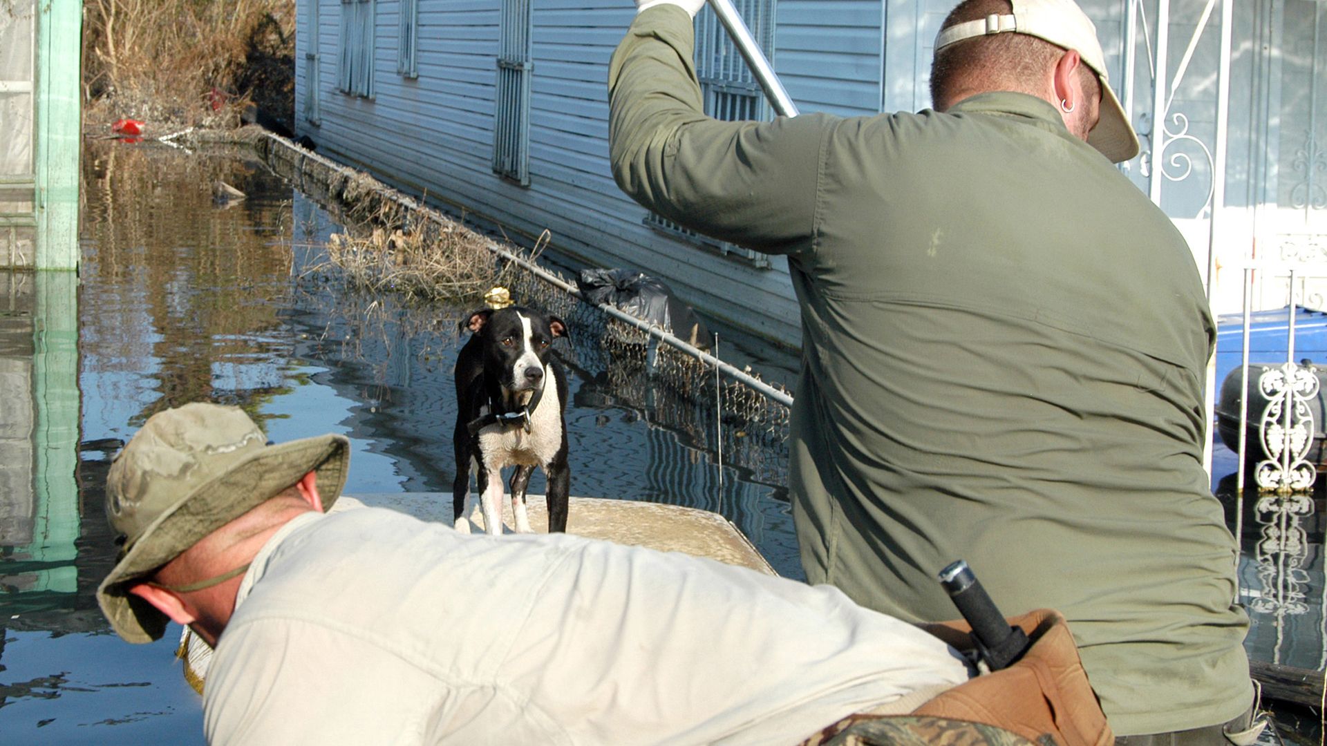Rescuers coax a dog from a submerged car top. This is from Pet Rescuers. [Photo of the day - January 2022]