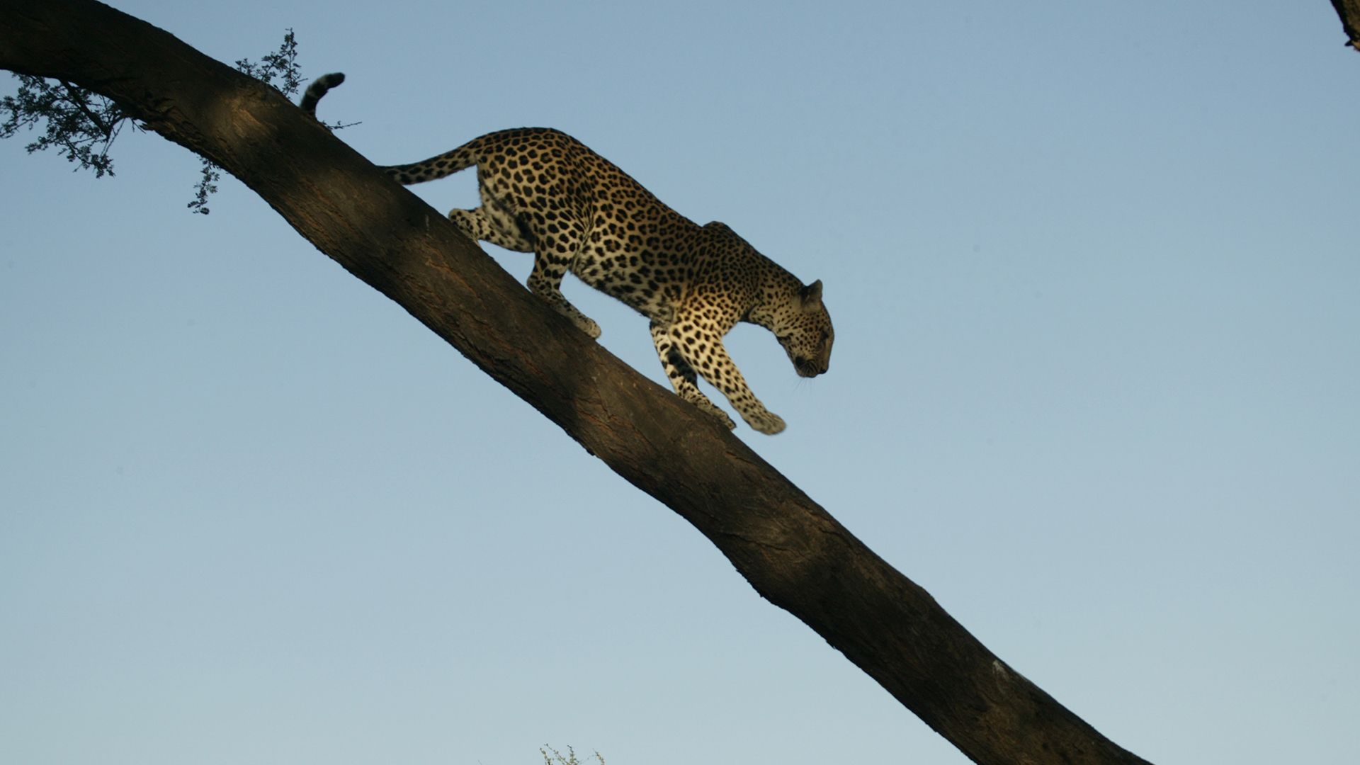 Lagedema skillfully negotiates a tree branch. This is from  EYE OF THE LEOPARD [Photo of the day - February 2022]