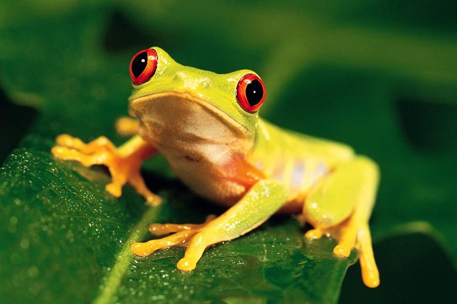 A tiny frog sits on a leaf with eyes wide open. This image is from Animals Are Amazing. [Photo of the day - August 2012]
