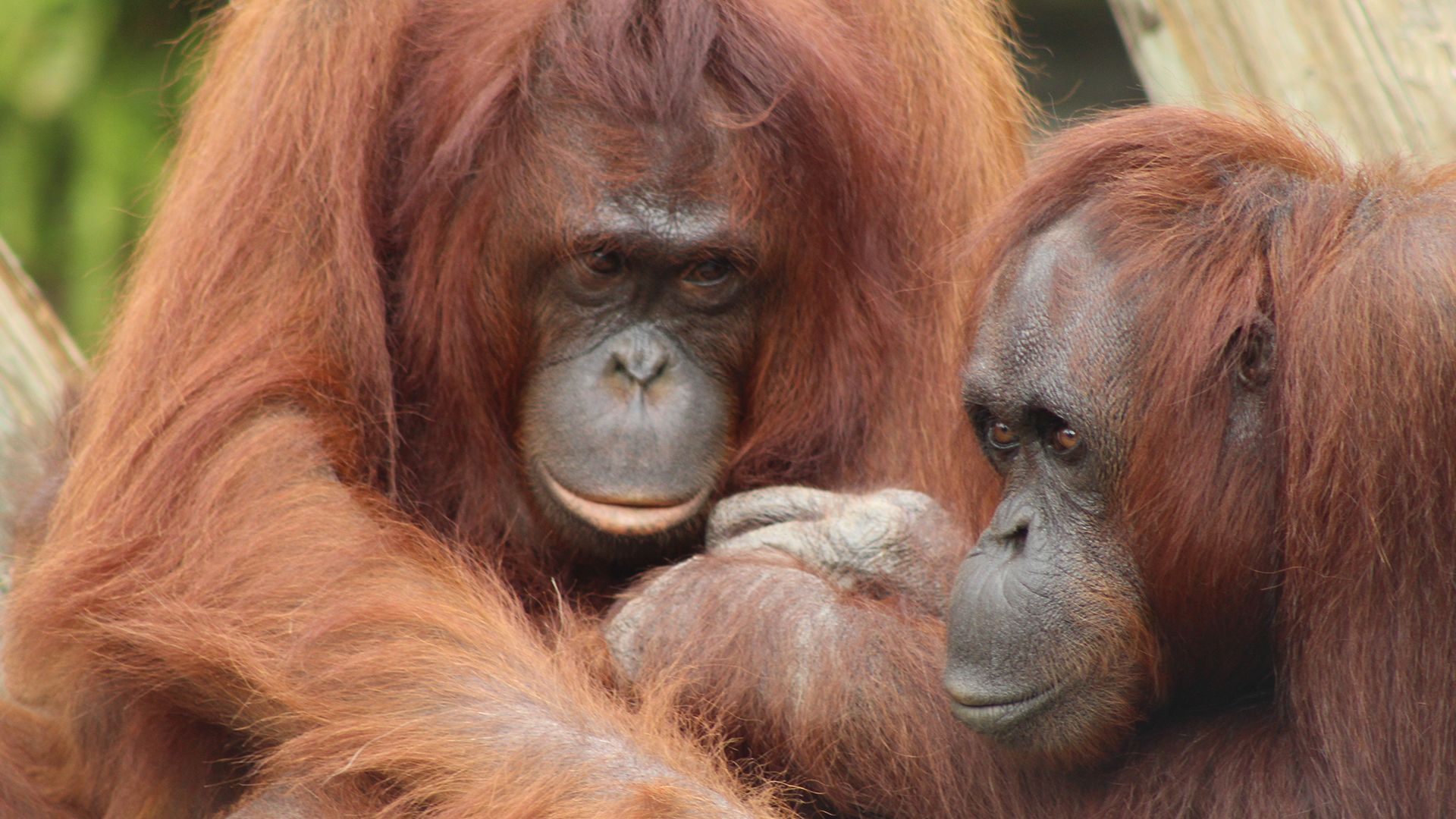 Though orangutans are typically solitary in the wild, at ZooTampa, the Bornean orangutan group... [Photo of the day - March 2022]