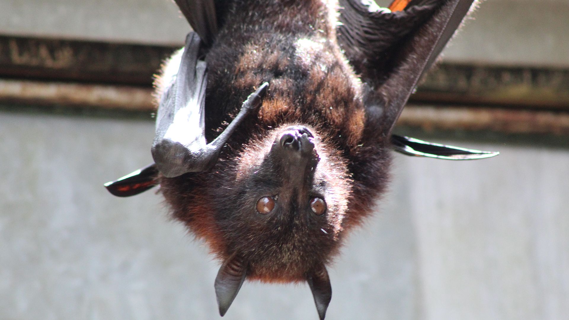 Although Malayan Flying Foxes are of the species, Vampyrus, they are mostly fruit-eating bats.... [Photo of the day - March 2022]