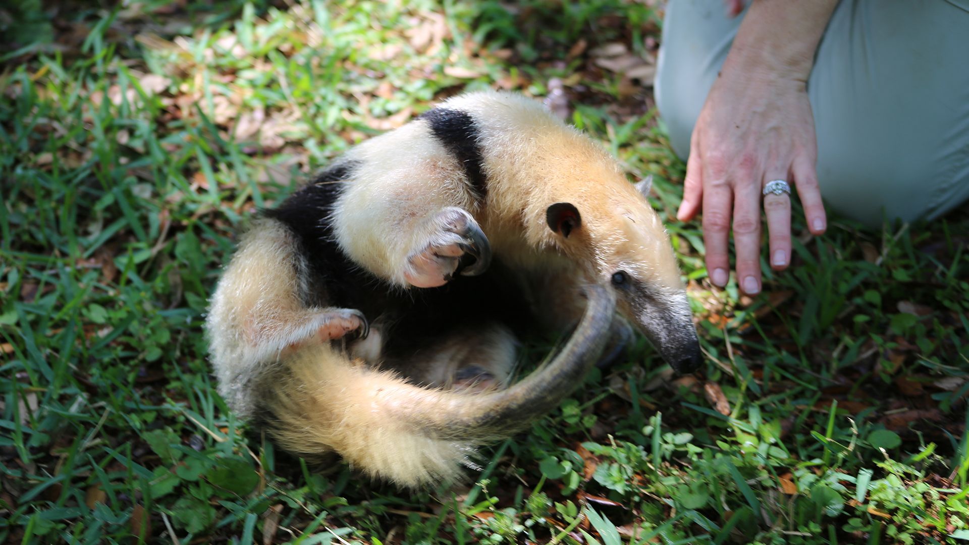 Silvio the Tamandua does somersaults in the grass. This is from  SECRETS OF THE ZOO: TAMPA: SEASON 1 [Photo of the day - March 2022]