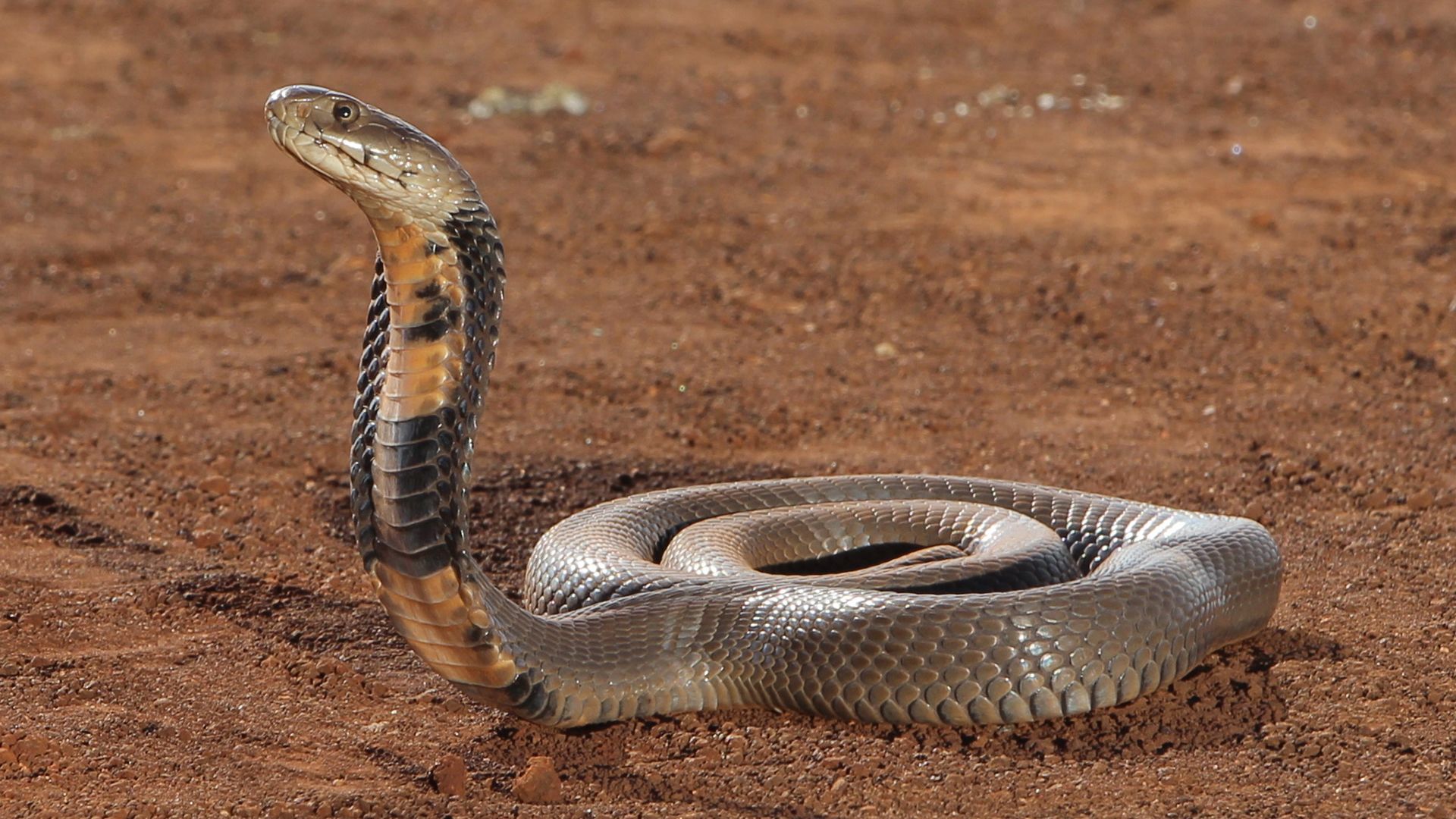 The Spitting Cobra is able to spew its venom over a distance of tree meters directly into the... [Photo of the day - March 2022]