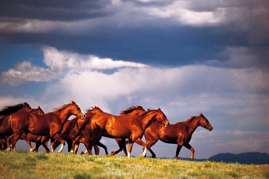 Deserts
Wild Mustangs. Utah, USA. This image is from Untamed Americas. [Photo of the day - August 2012]