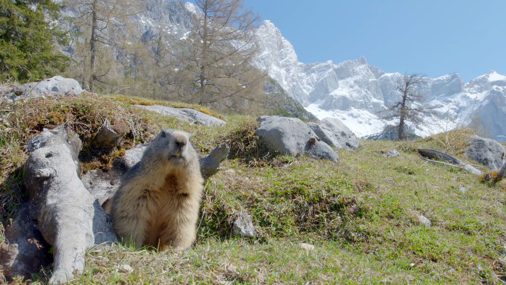 European alpine marmot looking for nest-building materials for their winter burrow in the Alps.... [Photo of the day - March 2022]