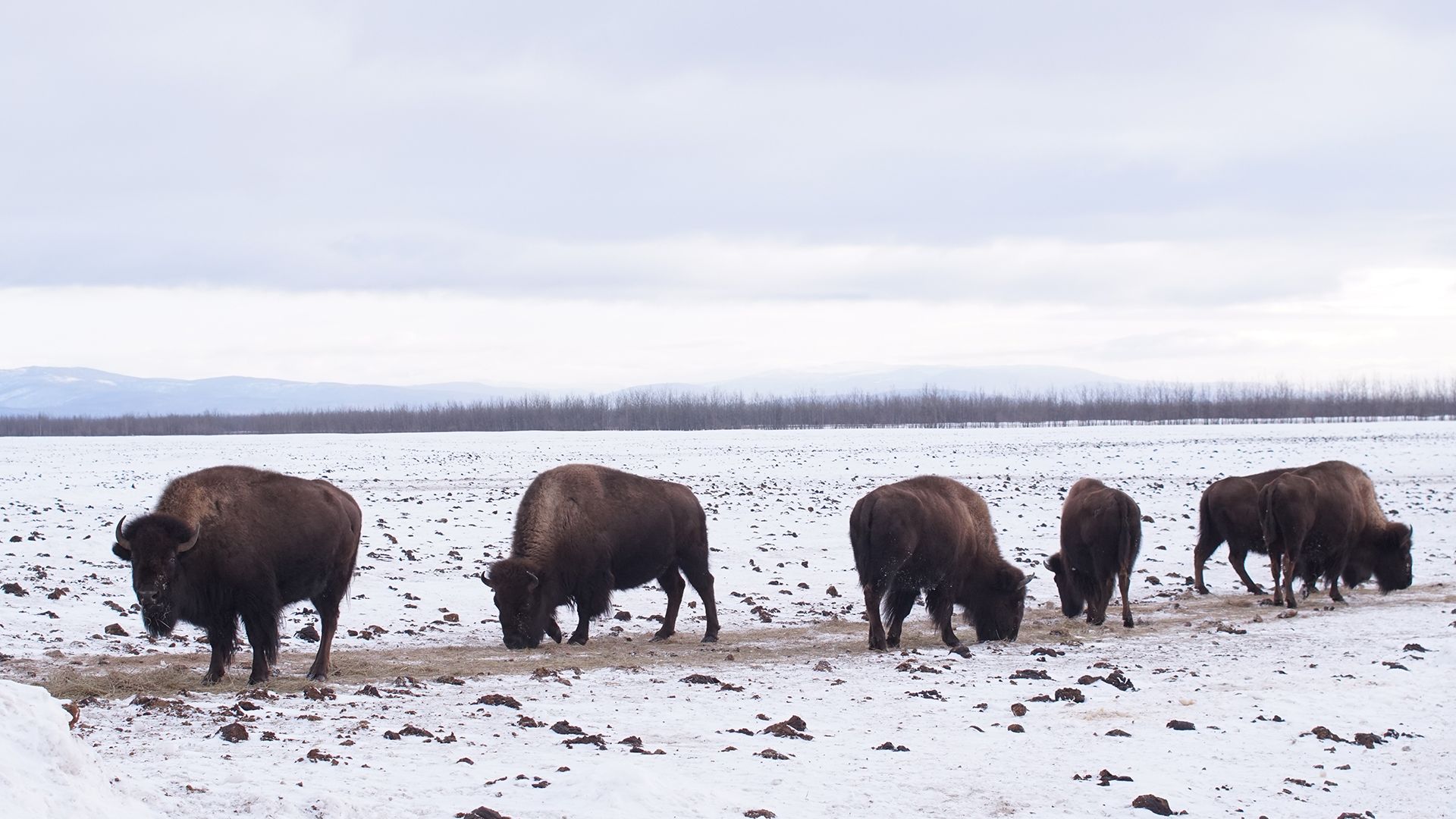 Delta Junction, AK - Bison graze in the snowy field at Stevens Ranch. This is from DR. OAKLEY,... [Photo of the day - March 2022]