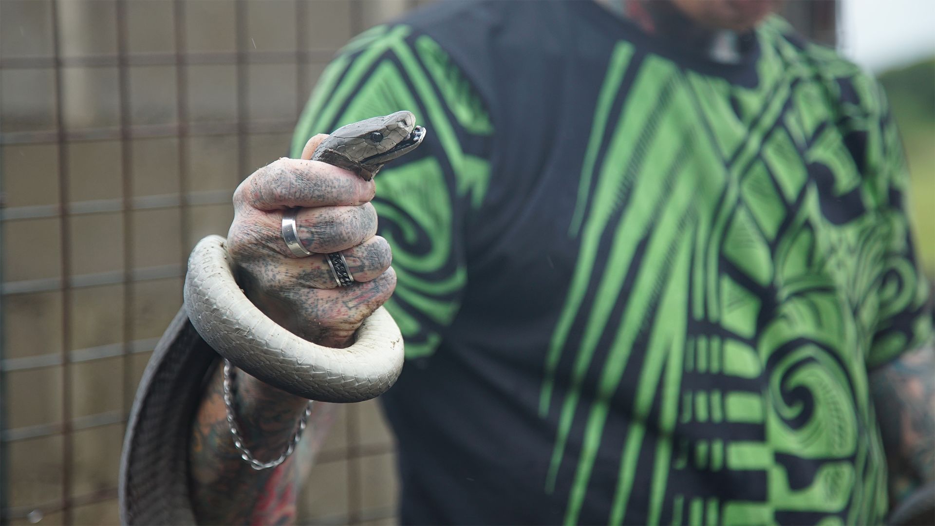 Simon Keys holding a black mamba behind the head. This is from  SNAKE CITY: SEASON 5 [Photo of the day - March 2022]