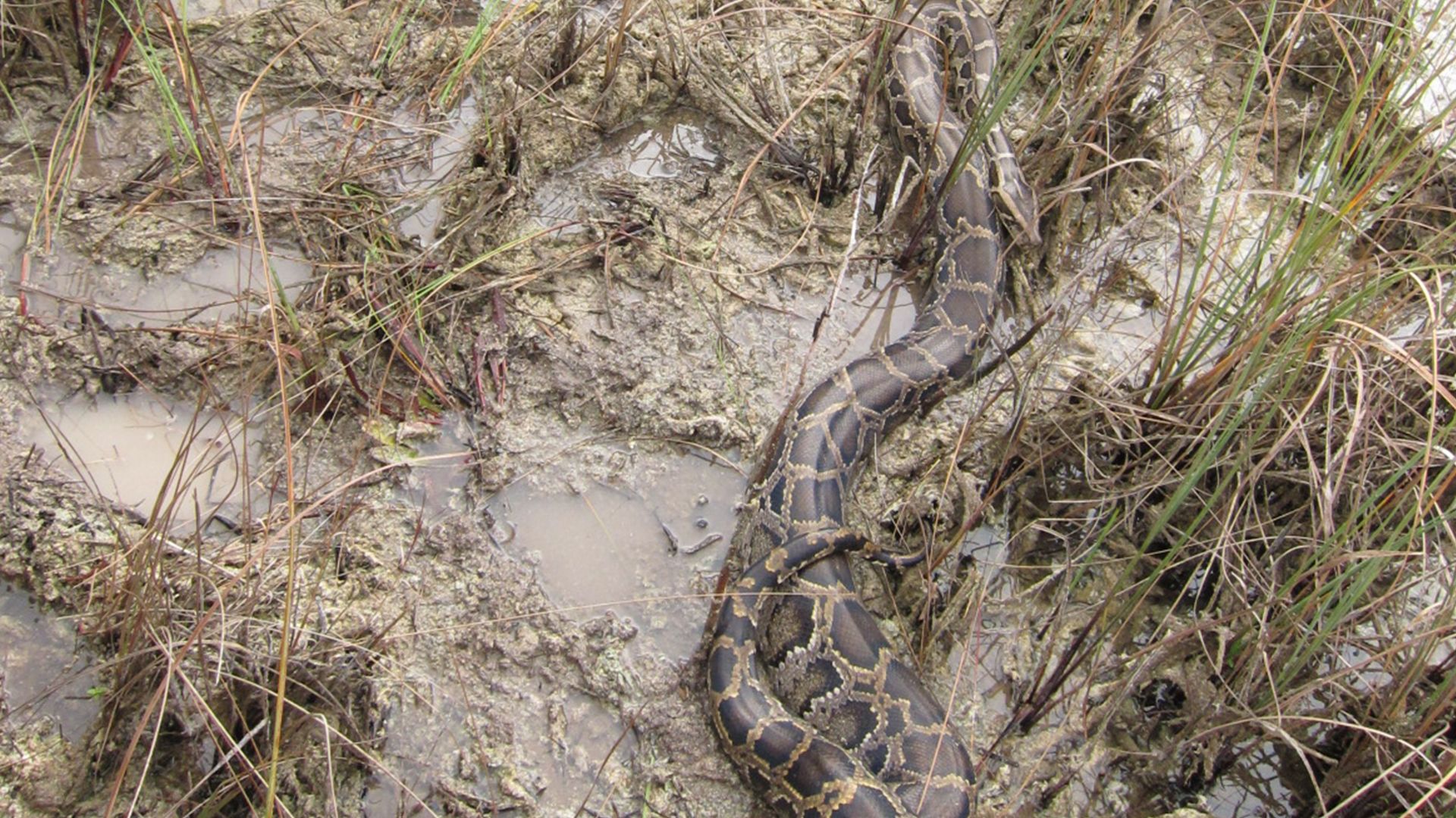 Burmese Pythons are an invasive species in the Everglades of Florida. They pose a huge threat to... [Photo of the day - March 2022]