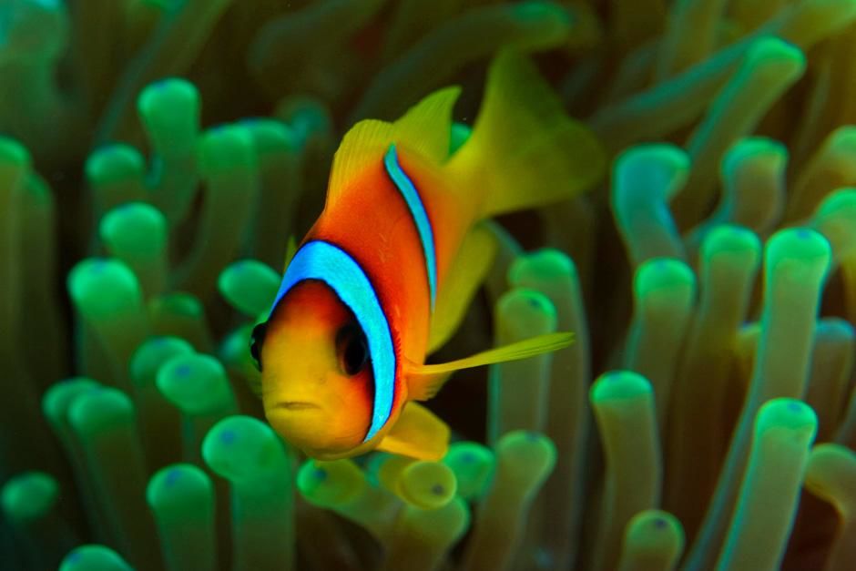 Red Sea Anemonefish (Amphiprion bicinctus) in its host anemone; commonly known as the Clown... [Photo of the day - August 2012]