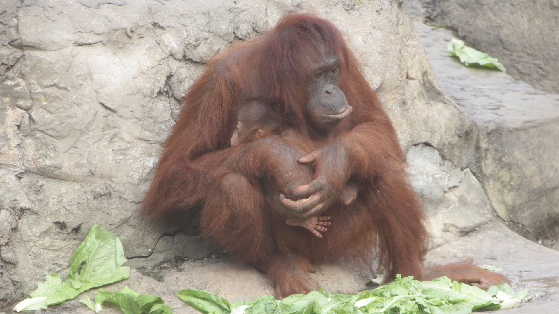 RanDee, the Bornean orangutan's new baby, is the zoo's 11th offspring for the species, a... [Photo of the day - March 2022]