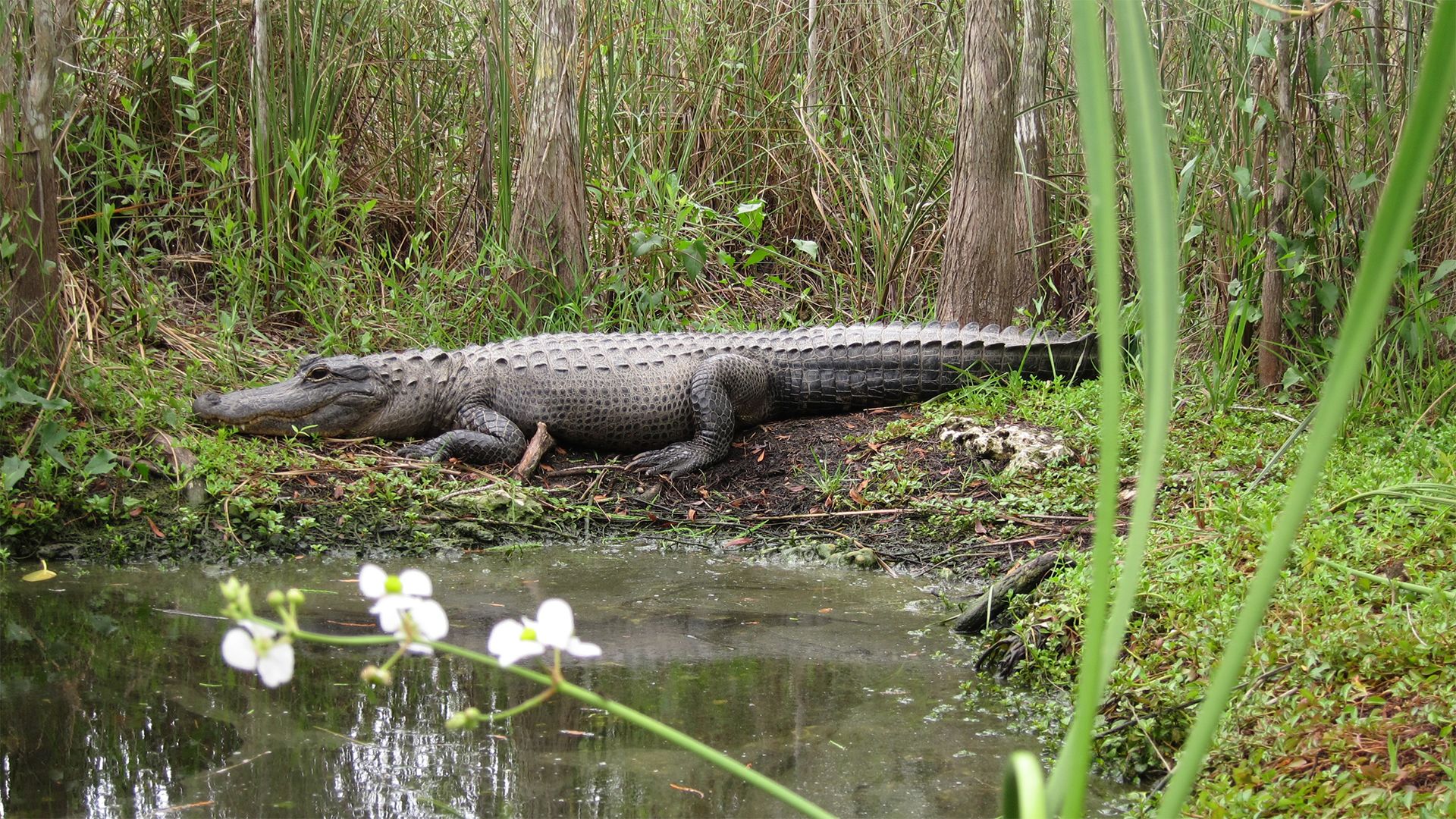 Alligators are shaping their biotopes. In the Everglades in Florida they are digging small... [Photo of the day - March 2022]