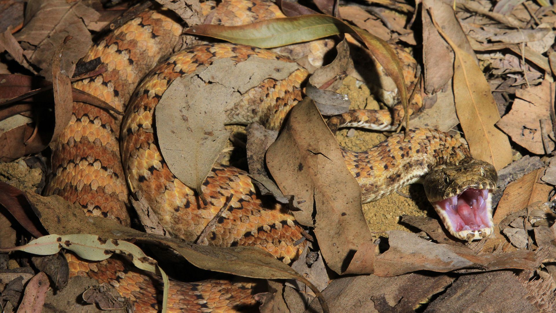 Death Adders can reach a length of 50 to 60 centimeters. They live in the forests of Australia.... [Photo of the day - March 2022]