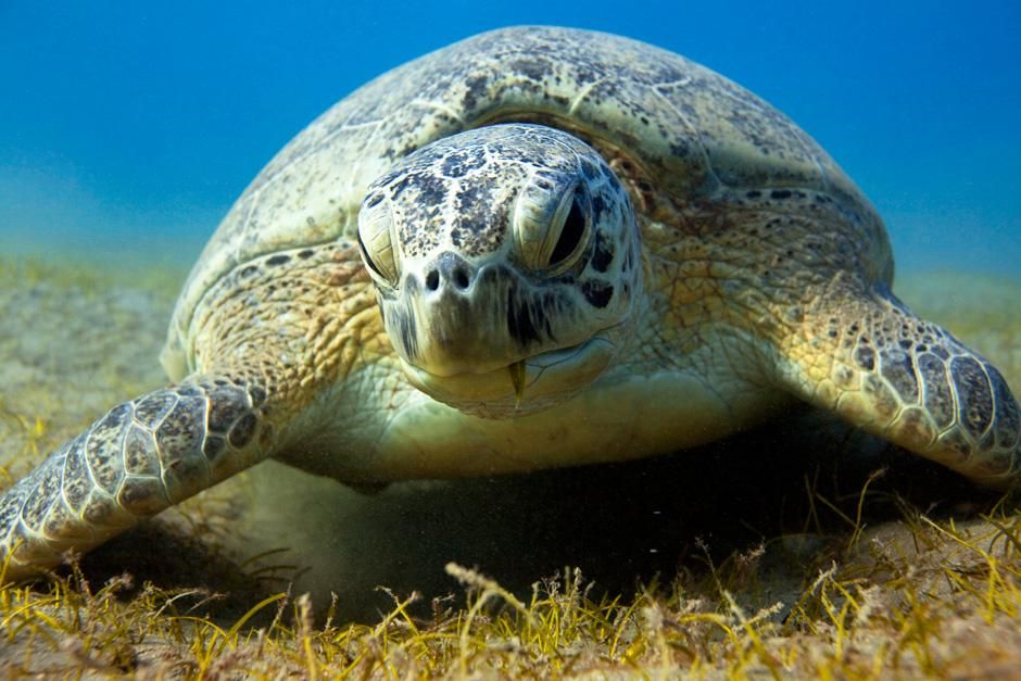 A Green Sea Turtle rests on the bottom feeding on seagrass. This image is from Desert Seas. [Photo of the day - August 2012]