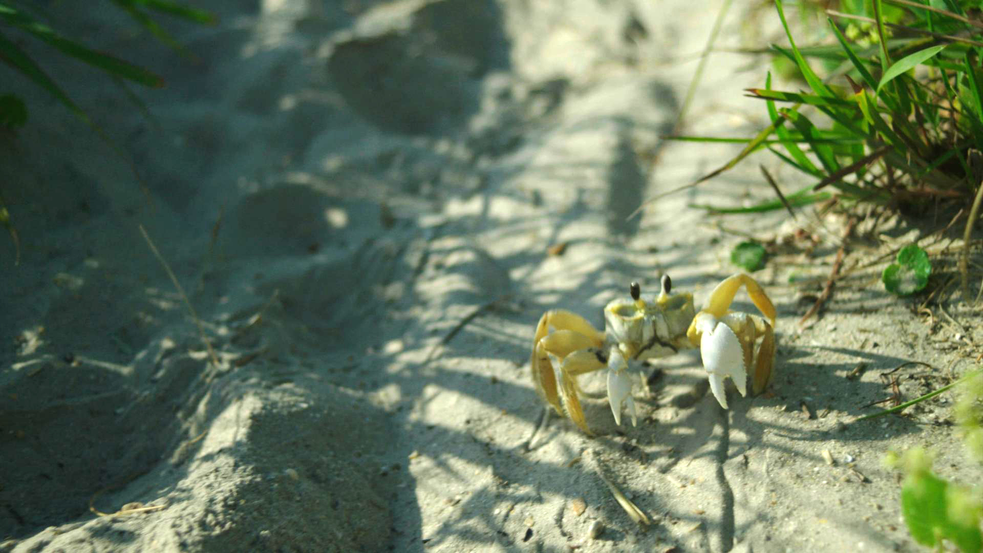A crab poses for a cameo on the beach. This is from Something bit me! [Photo of the day - April 2022]