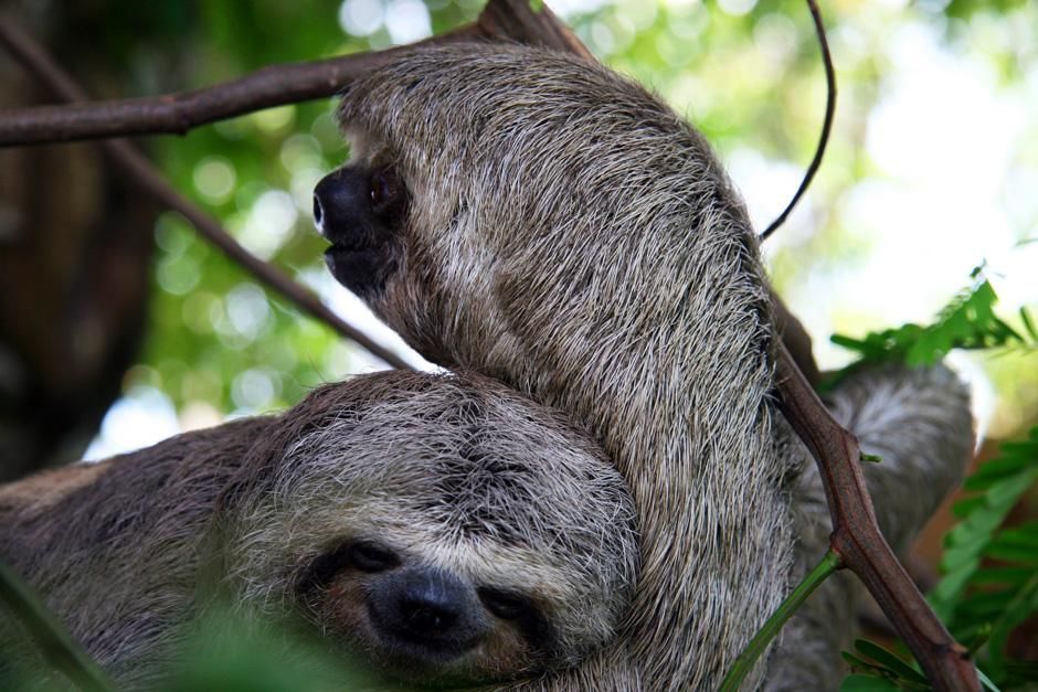 Three-toed sloth with baby. This image is from Into Amazonia's Giant Jaws. [Photo of the day - August 2012]