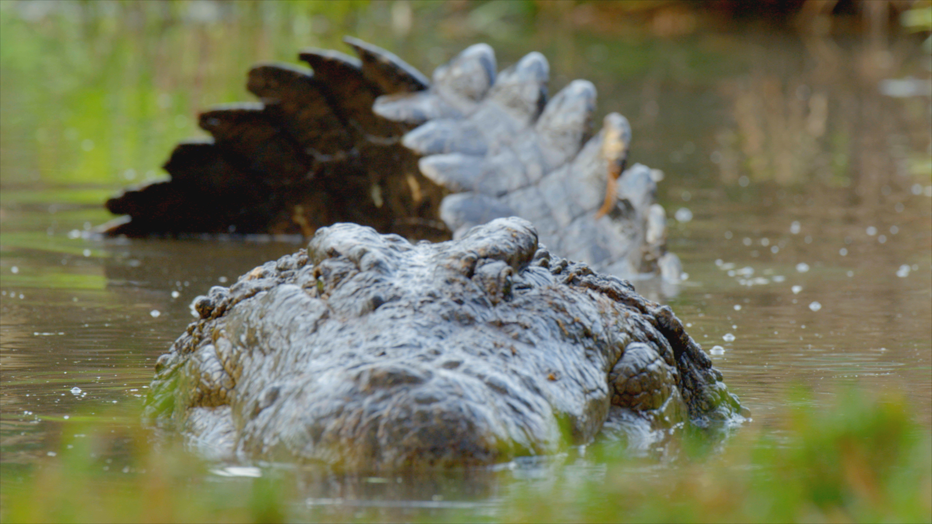 Crocodile swimming. This is from Madagascar's Weirdest. [Photo of the day - April 2022]