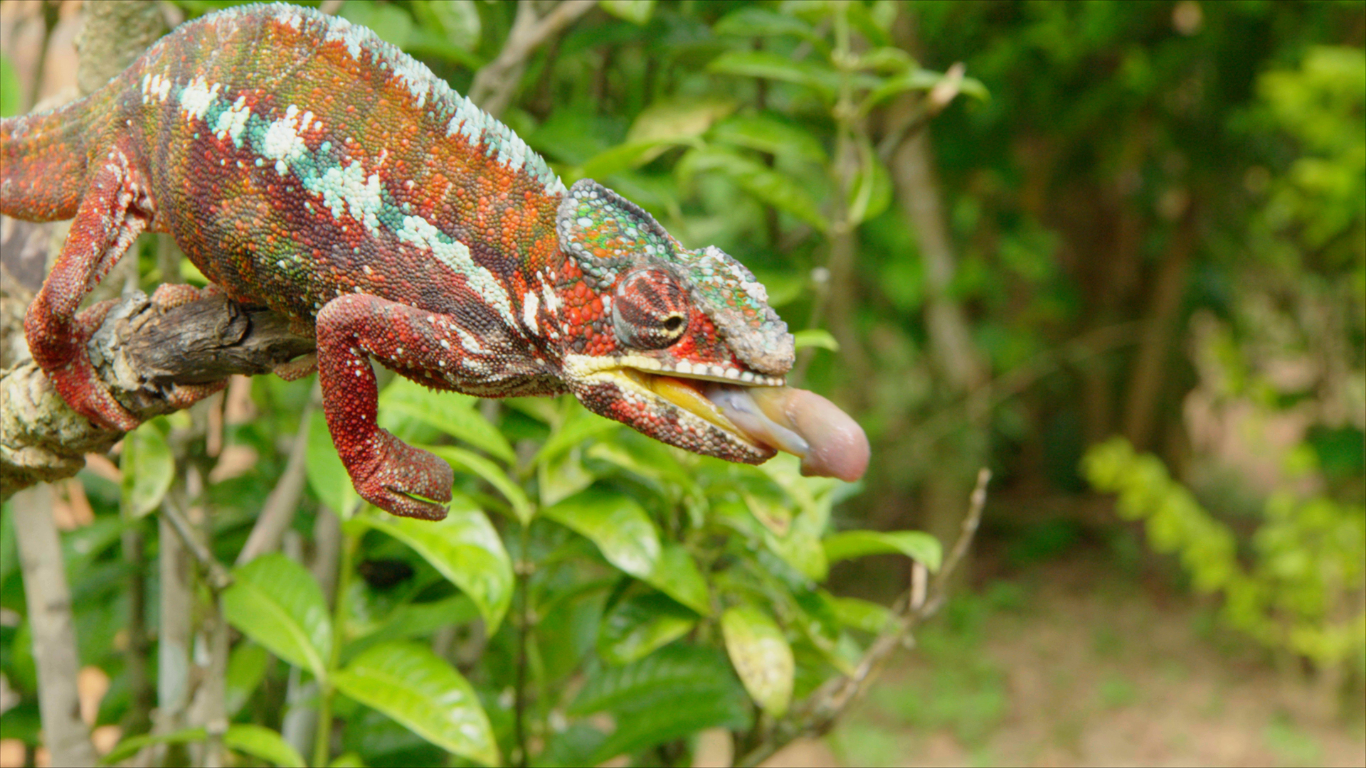 A chameleon. This is from Madagascar's Weirdest. [Photo of the day - April 2022]