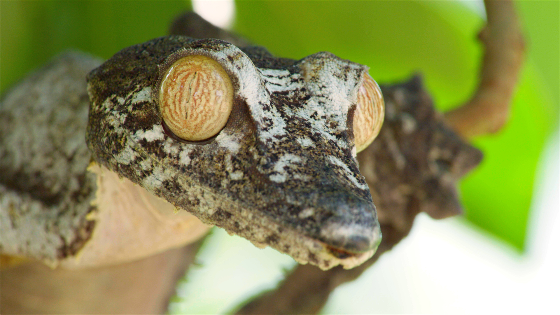 Gecko. This is from Madagascar's Weirdest. [Photo of the day - April 2022]