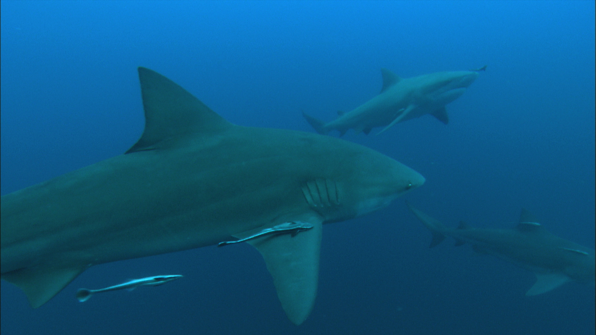 Bull sharks. This is from Madagascar's Weirdest. [Photo of the day - April 2022]