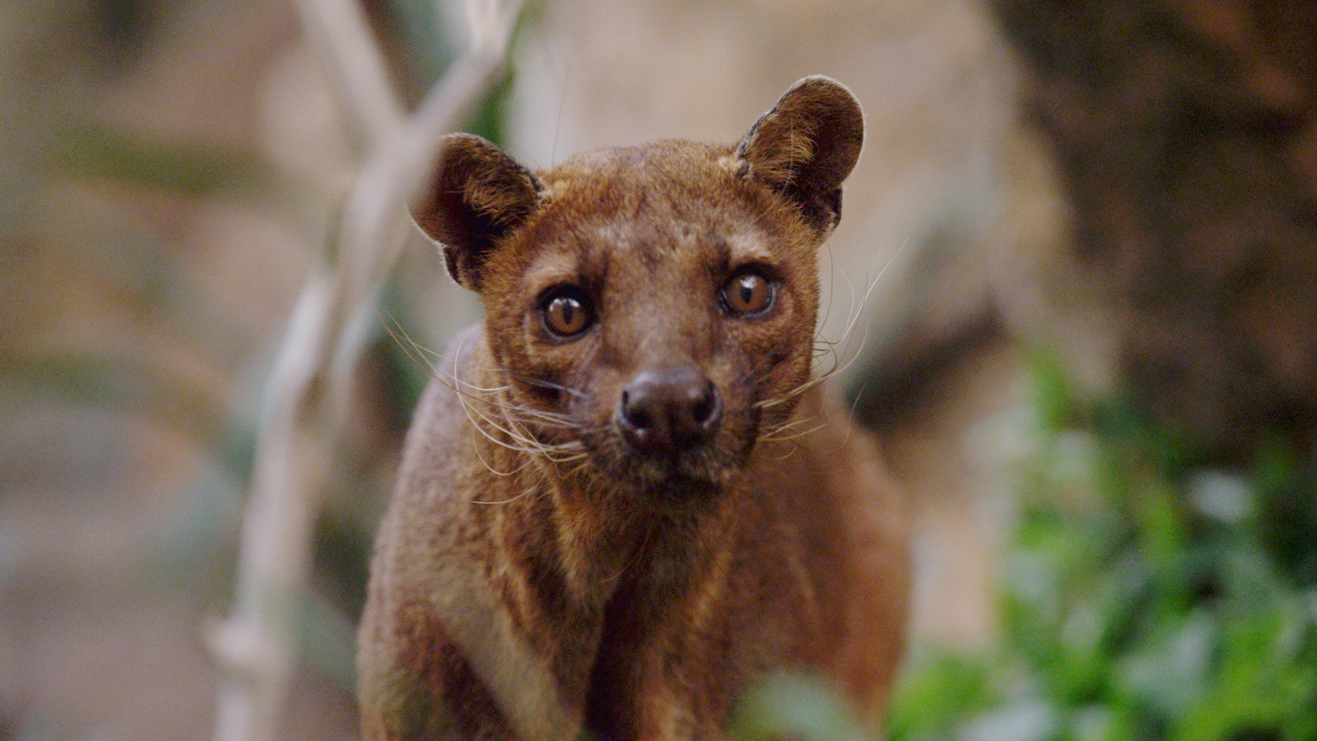 A fossa in Madagascar.  This is from Madagascar's Weirdest. [Photo of the day - April 2022]
