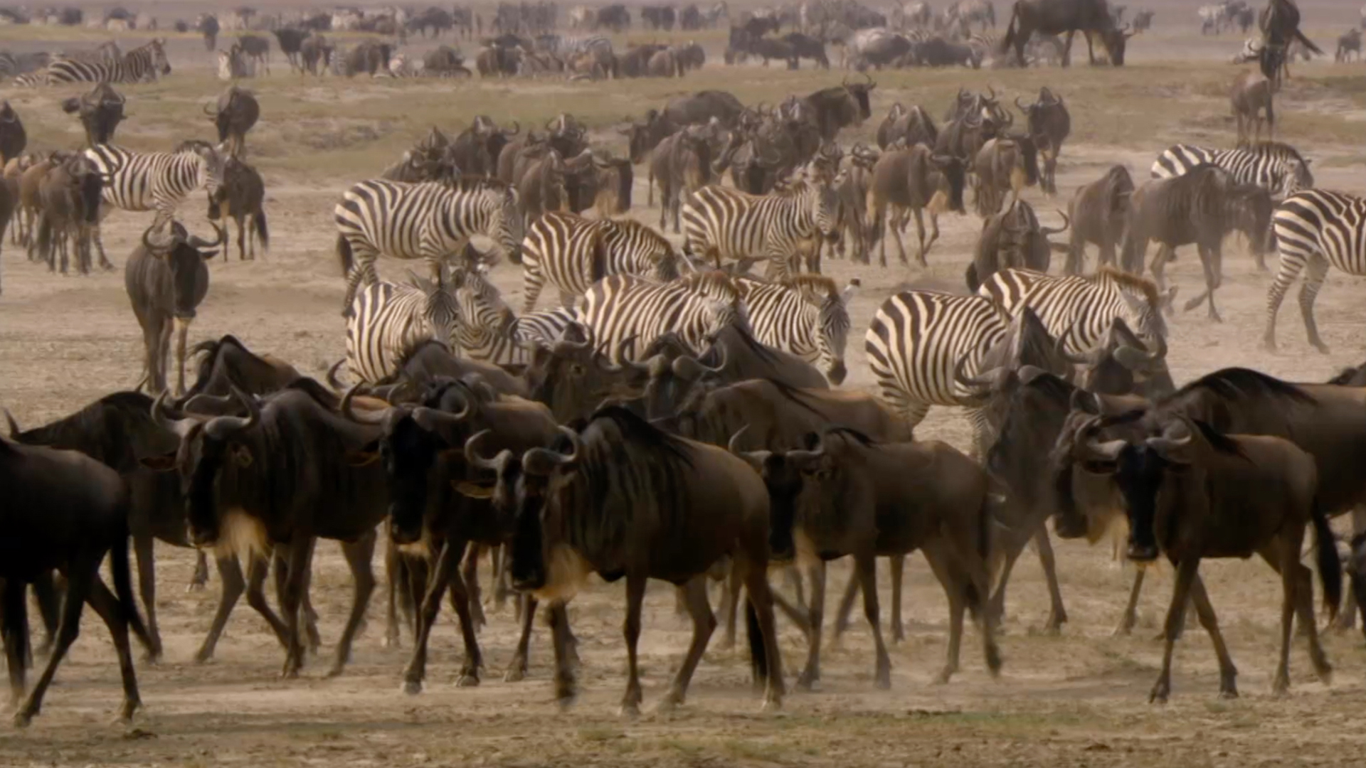 Zebra and wildebeest herds on migration path. This is from Zebras of the Serengeti. [Photo of the day - May 2022]