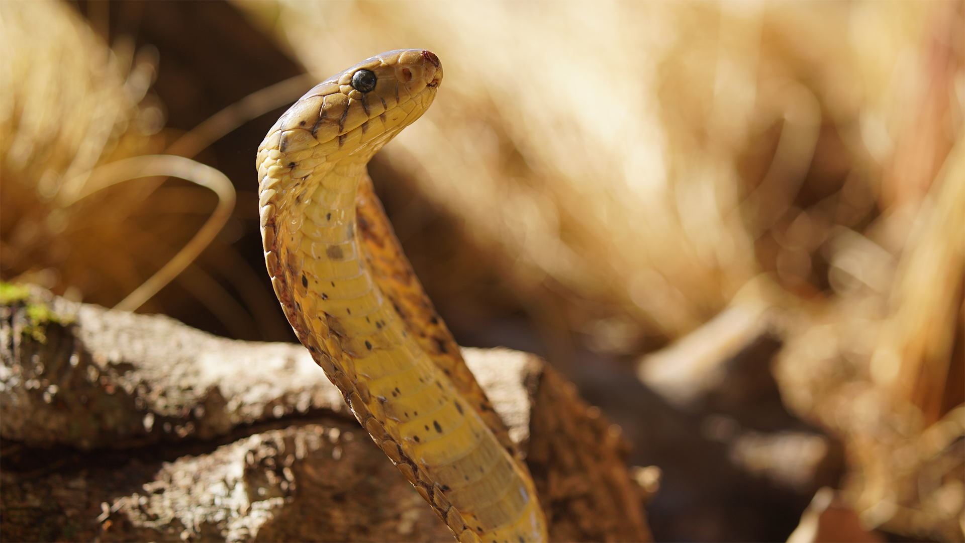 A forest cobra (Naja melanoleuca) in strike pose. This is from World's Deadliest Snake. [Photo of the day - May 2022]