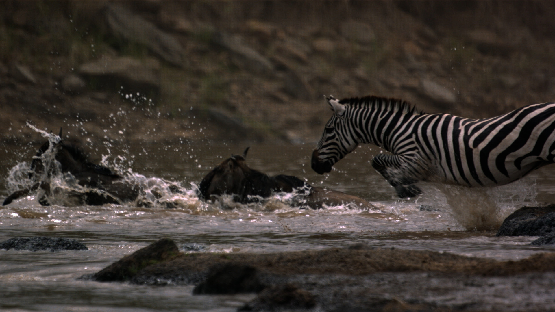 Zebra leaps into raging river current with wildebeest. This is from Zebras of the Serengeti. [Photo of the day - May 2022]