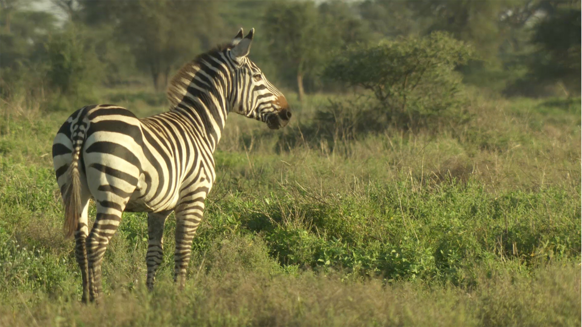 Zebra stallion on alert in woodland. This is from Zebras of the Serengeti. [Photo of the day - May 2022]