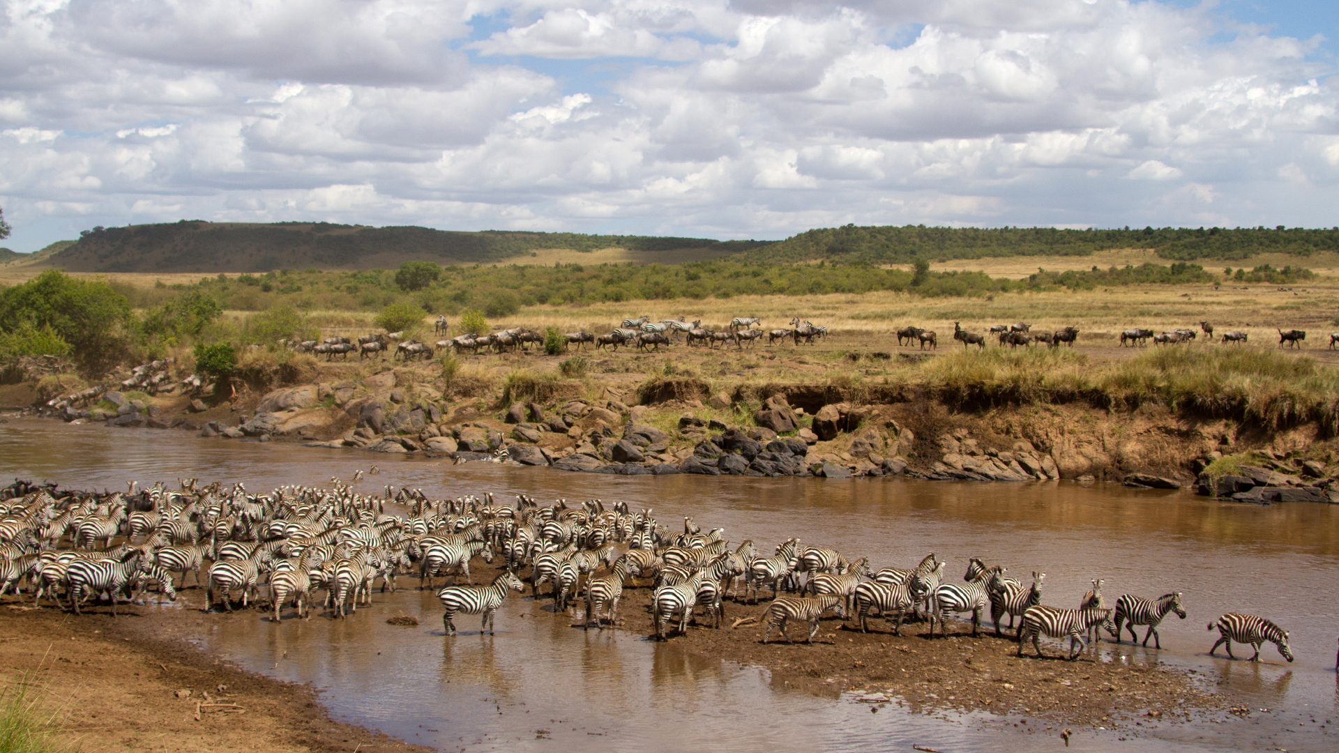 Wildebeest and zebra herds crossing the Grumeti River. This is from Zebras of the Serengeti. [Photo of the day - May 2022]