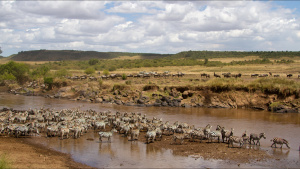 Wildebeest and zebra herds crossing... [Photo of the day - 14 MAY 2022]
