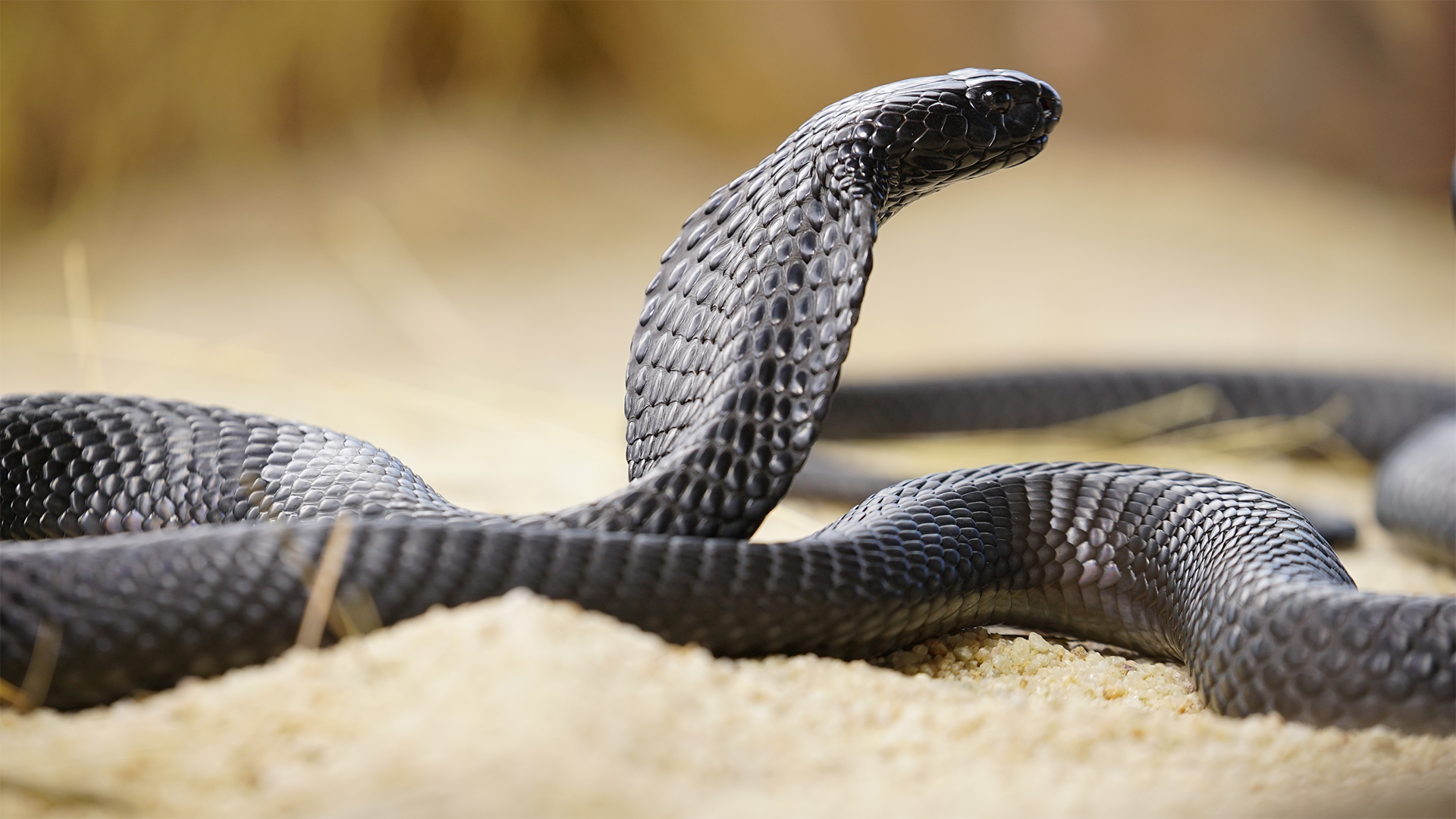 A black spitting cobra (Naja nigricincta woodi). This is from World's Deadliest Snakes. [Photo of the day - May 2022]