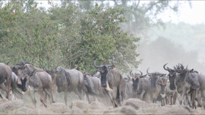Wildebeest herd galloping along... [Photo of the day - 16 MAY 2022]