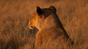Lioness hunting in long grass. This... [Photo of the day - 20 MAY 2022]