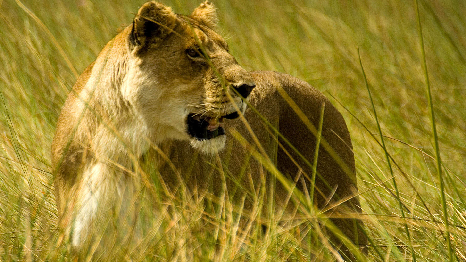 Lioness hunting in long grass. This is from Zebras of the Serengeti. [Photo of the day - May 2022]