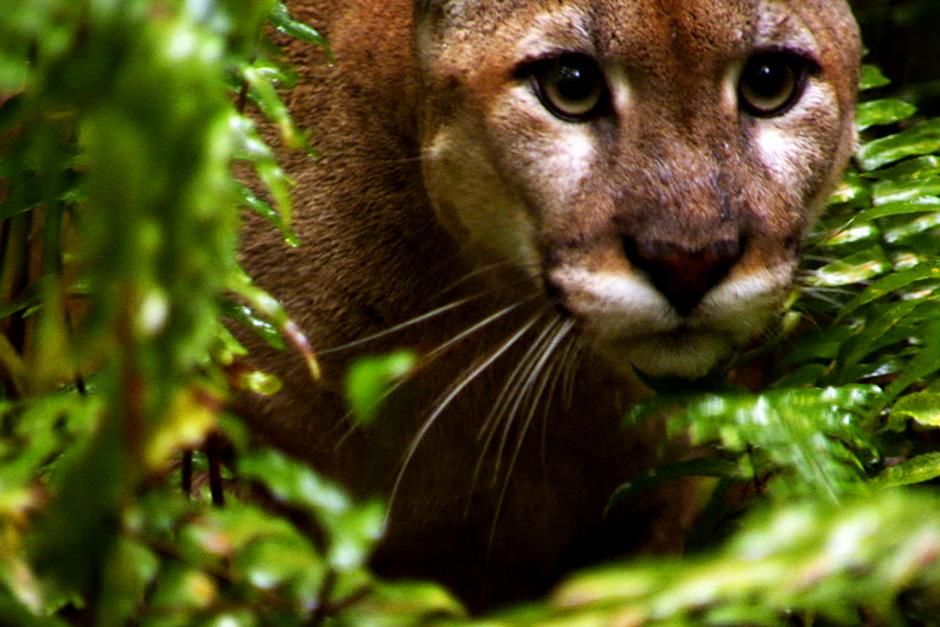 Big Cypress, FL, USA: A Florida Panther is seen up close in the swamp. This image is from Swamp Men. [Photo of the day - August 2012]
