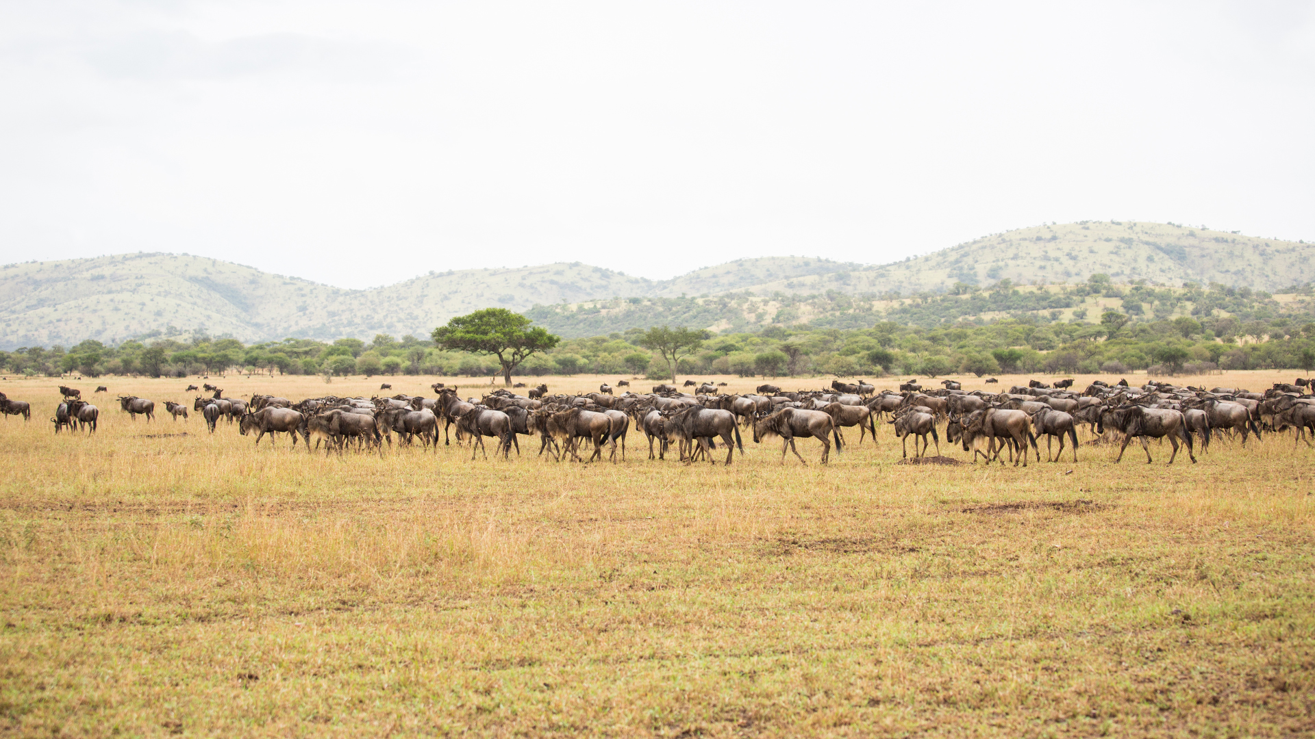 Wildebeest herd on the Southern Serengeti plains.  This is from Zebras of the Serengeti. [Photo of the day - May 2022]