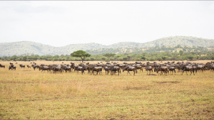 Wildebeest herd on the Southern... [Photo of the day - 24 MAY 2022]
