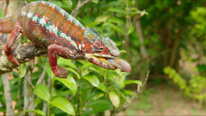A chameleon. This is from... [Photo of the day - 25 MAY 2022]