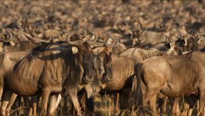 Wildebeest herds massing. This is... [Photo of the day - 26 MAY 2022]