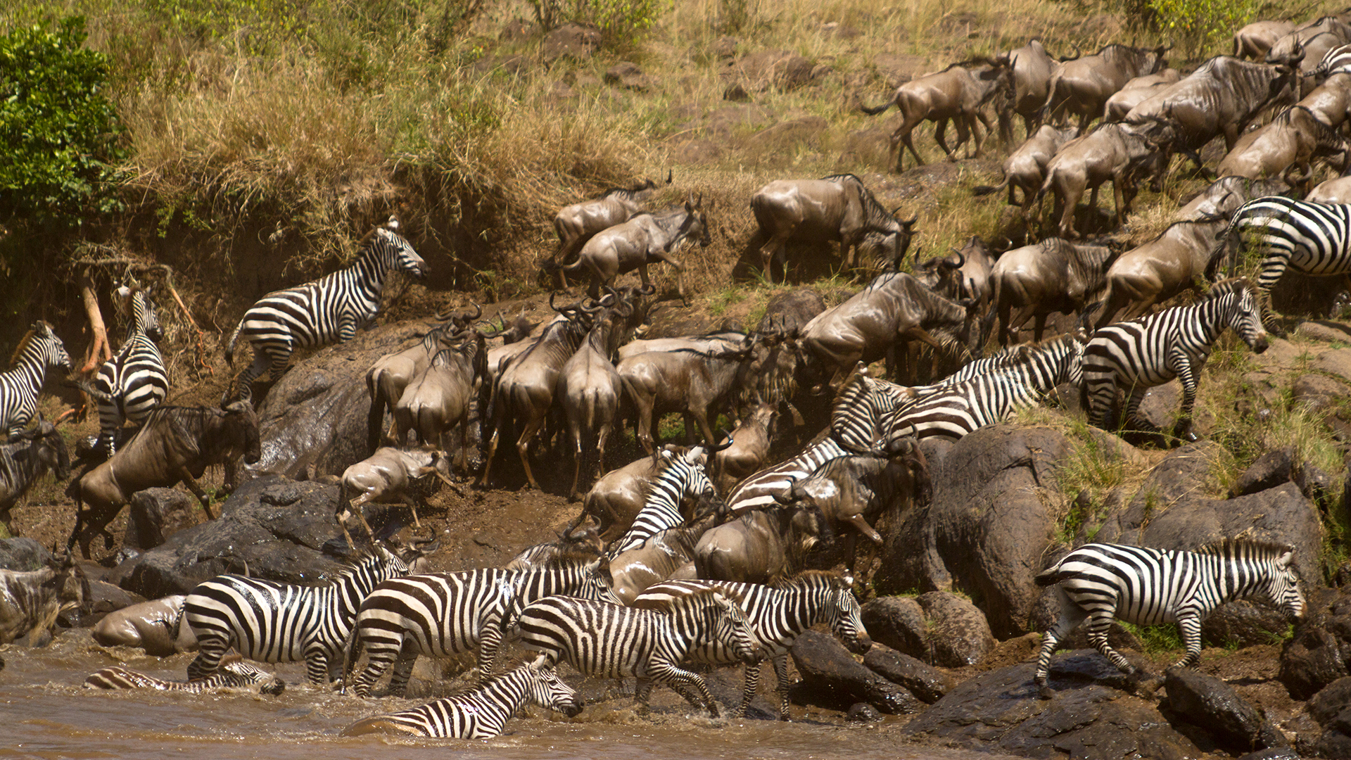Wildebeest and zebra herds exiting the Grumeti River.  This is from Zebras of the Serengeti. [Photo of the day - May 2022]
