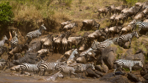 Wildebeest and zebra herds exiting... [Photo of the day - 28 MAY 2022]