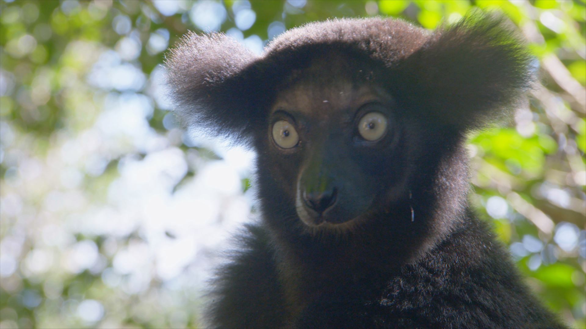 A lemur in the trees. This is from Madagascar's Weirdest. [Photo of the day - May 2022]