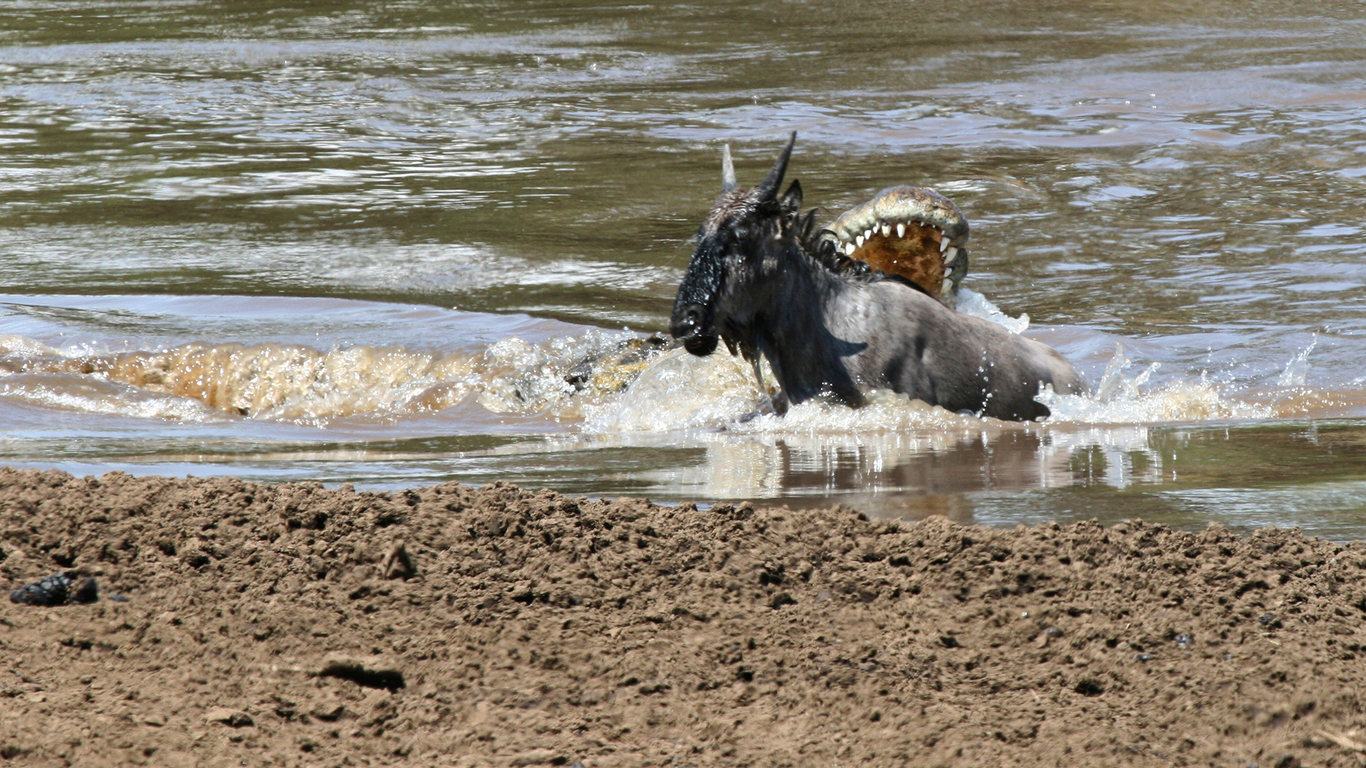 Massive croc grabs a wildebeest in shallow water.  This is from Zebras of the Serengeti. [Photo of the day - May 2022]